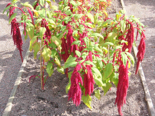 Flowers from the Garden of Linnaeus.